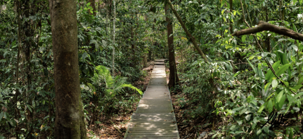 Taman Negara Forest